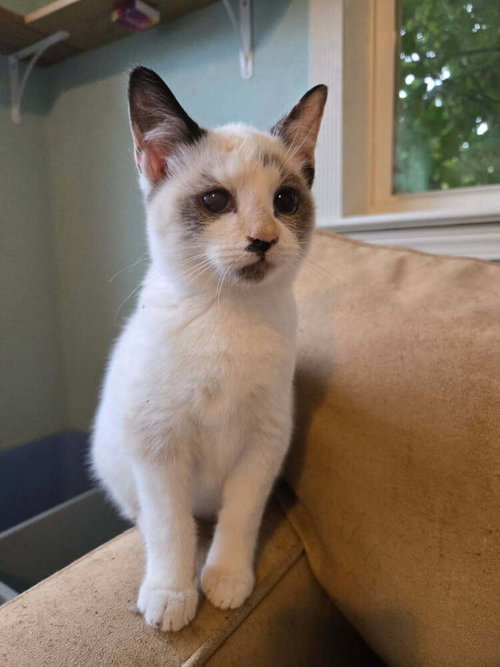 Chloe, Baby Snowshoe / Siamese / Mixed (short coat), cat for adoption in North Little Rock, Arkansas
