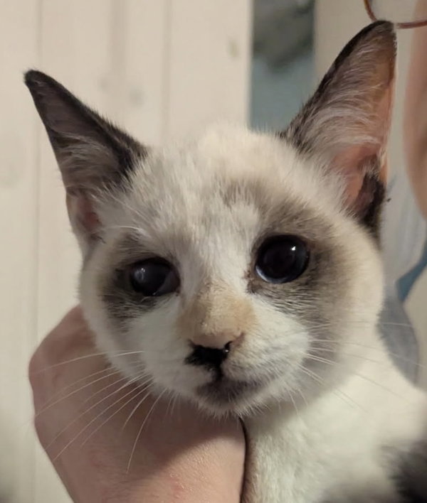 Chloe