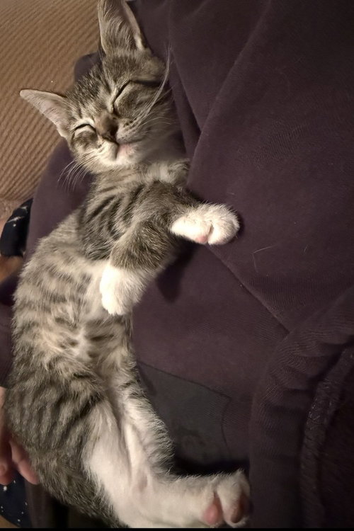 Rumi, an adoptable Domestic Short Hair in Conway, AR
