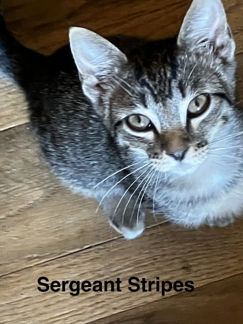 Sergeant Stripes, an adoptable Domestic Short Hair in Conway, AR