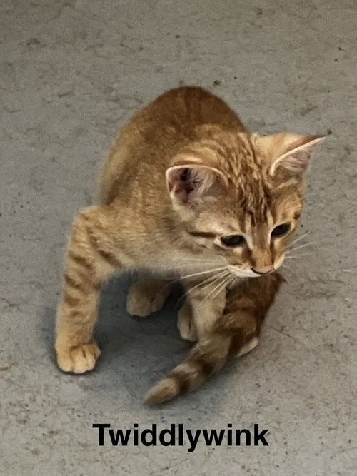 Twiddlywink, an adoptable Domestic Short Hair in Conway, AR