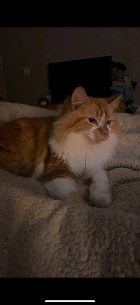 Clementine, an adoptable Domestic Long Hair in Conway, AR