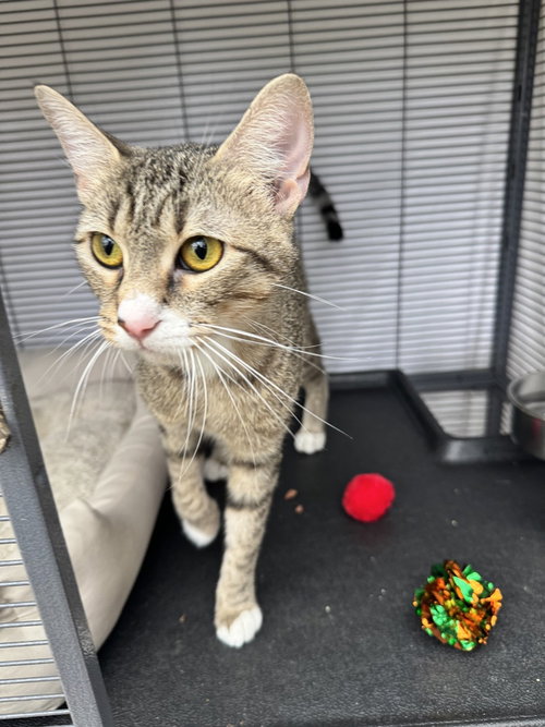 Hazel- Nut, an adoptable Domestic Short Hair in Conway, AR