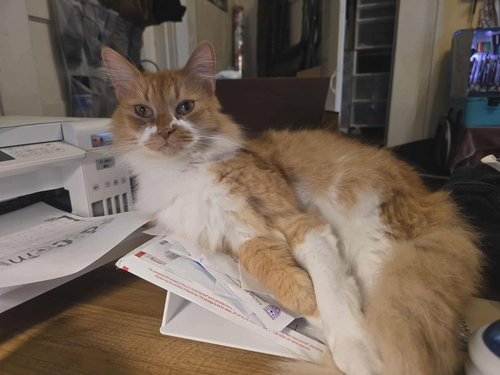 Sebastian, an adoptable Domestic Long Hair in Conway, AR