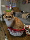 Sebastian - Photo 2