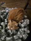 Sebastian - Photo 3