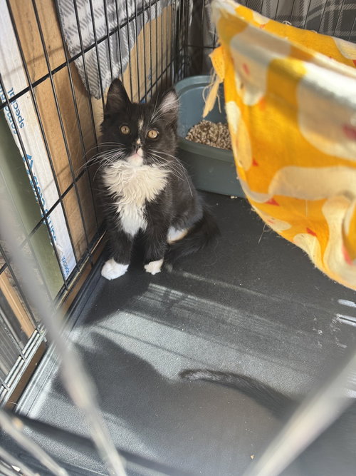 Tuxlee, an adoptable Domestic Long Hair in Conway, AR