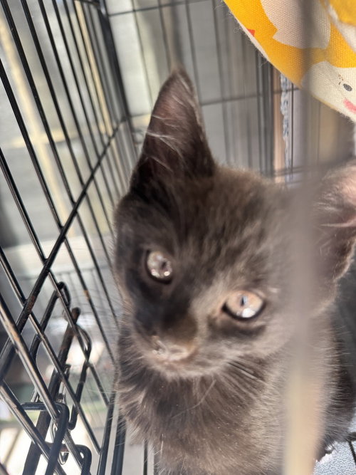 Furlee, an adoptable Domestic Short Hair in Conway, AR