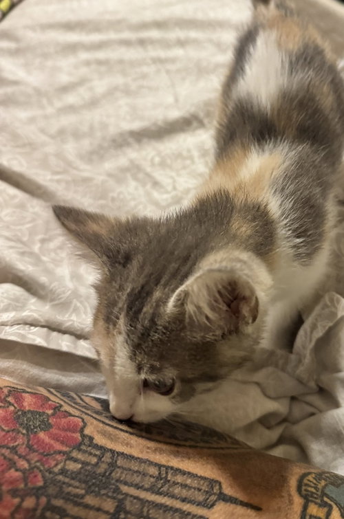 SASSAFRAS - Calico / Domestic Short Hair available for adoption