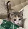 Sassafras - Photo 4