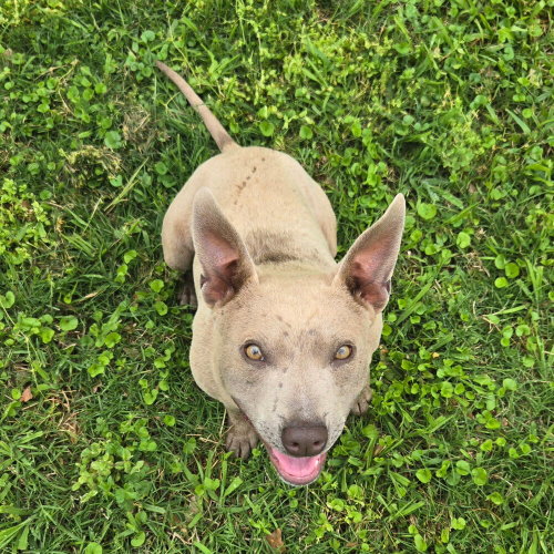FRANKIE - Thai Ridgeback / American Pit Bull Terrier available for adoption
