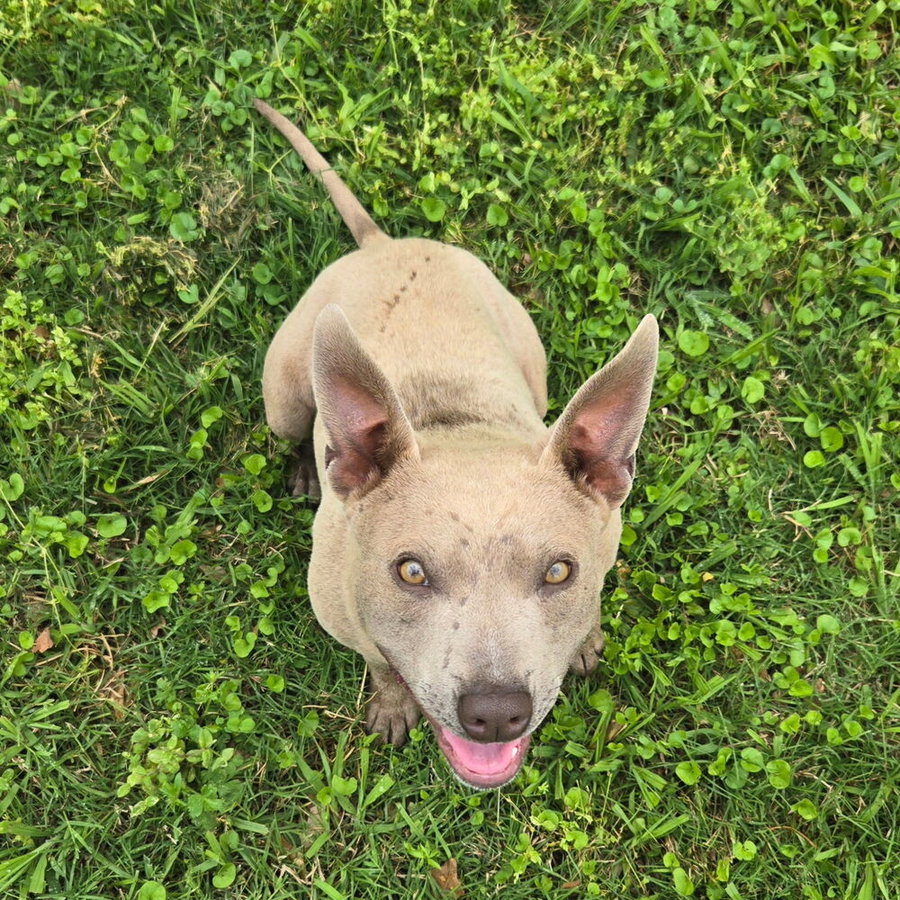 Frankie