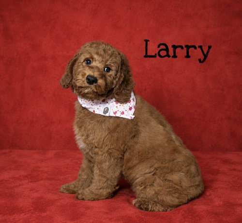 Larry, Mo, Curly