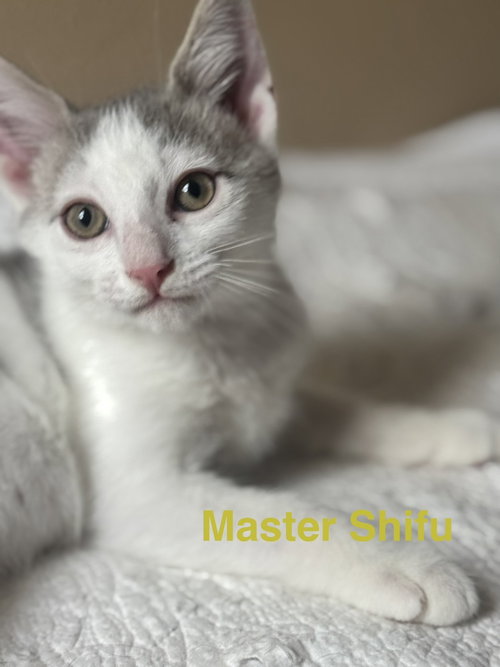 Master Shifu, an adoptable Domestic Short Hair in Conway, AR