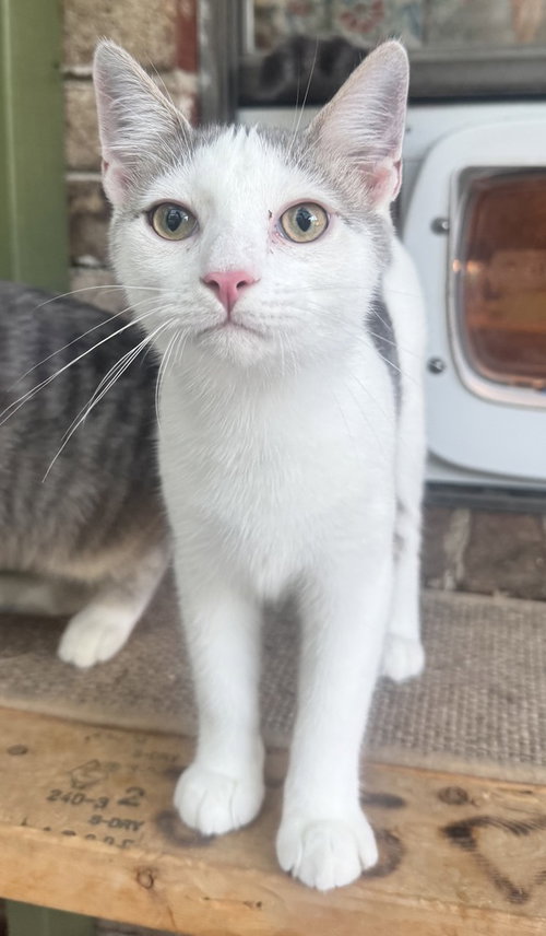 picture of the cat needing adoption