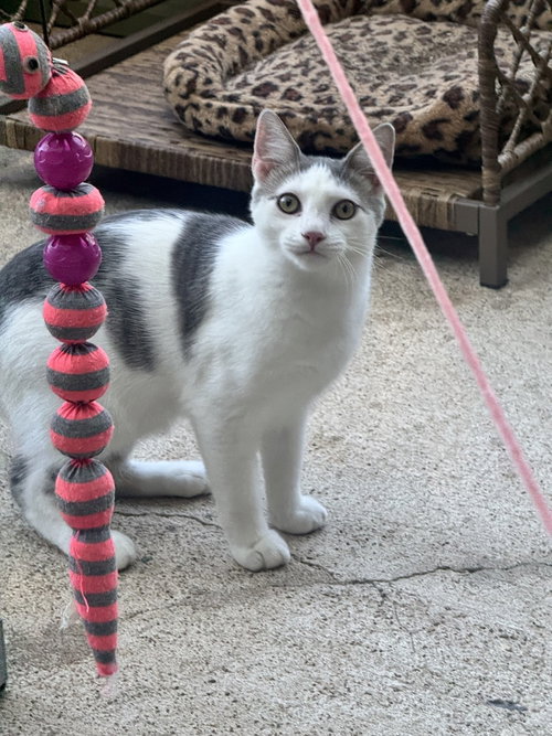 Master Shifu, a cat for adoption from ArkanPaws Animal Rescue