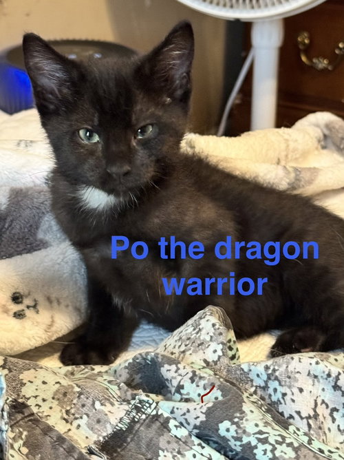 Po, an adoptable Domestic Short Hair in Conway, AR