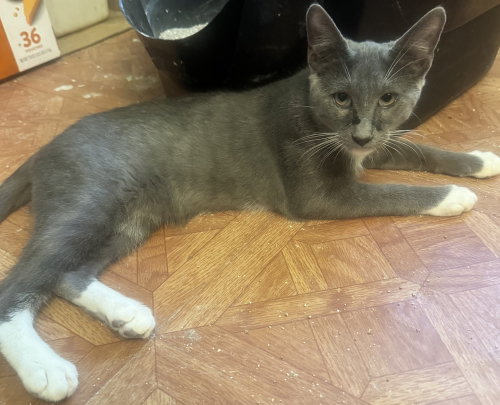 Cooper, an adoptable Russian Blue in Conway, AR