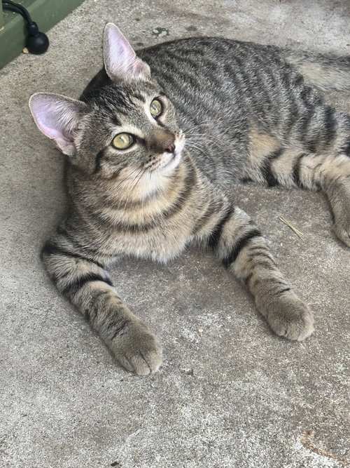 picture of the cat needing adoption
