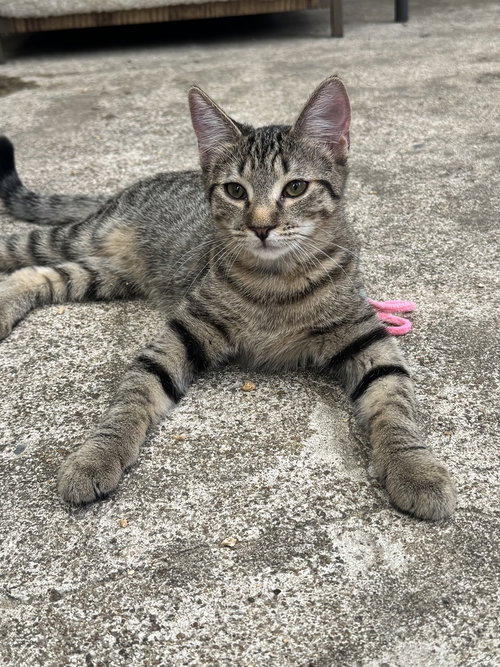 picture of the cat needing adoption