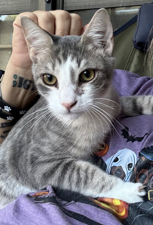 Mantis, a cat for adoption from ArkanPaws Animal Rescue