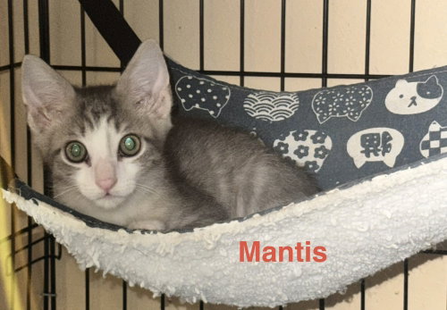 Photo 2 of Mantis