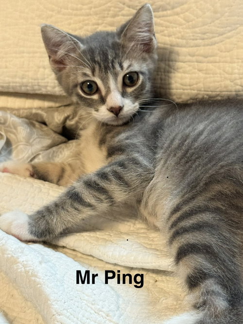Mr Ping photo 2