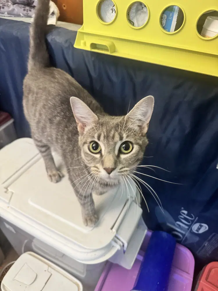 Stormy - Domestic Short Hair