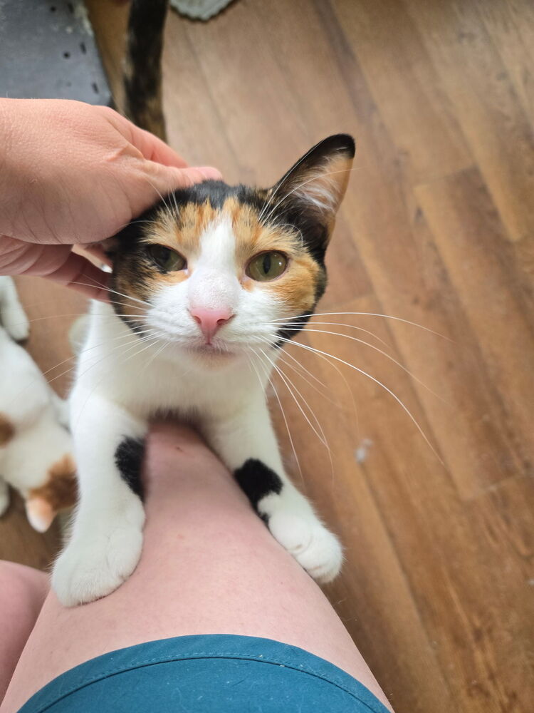 Pip Image