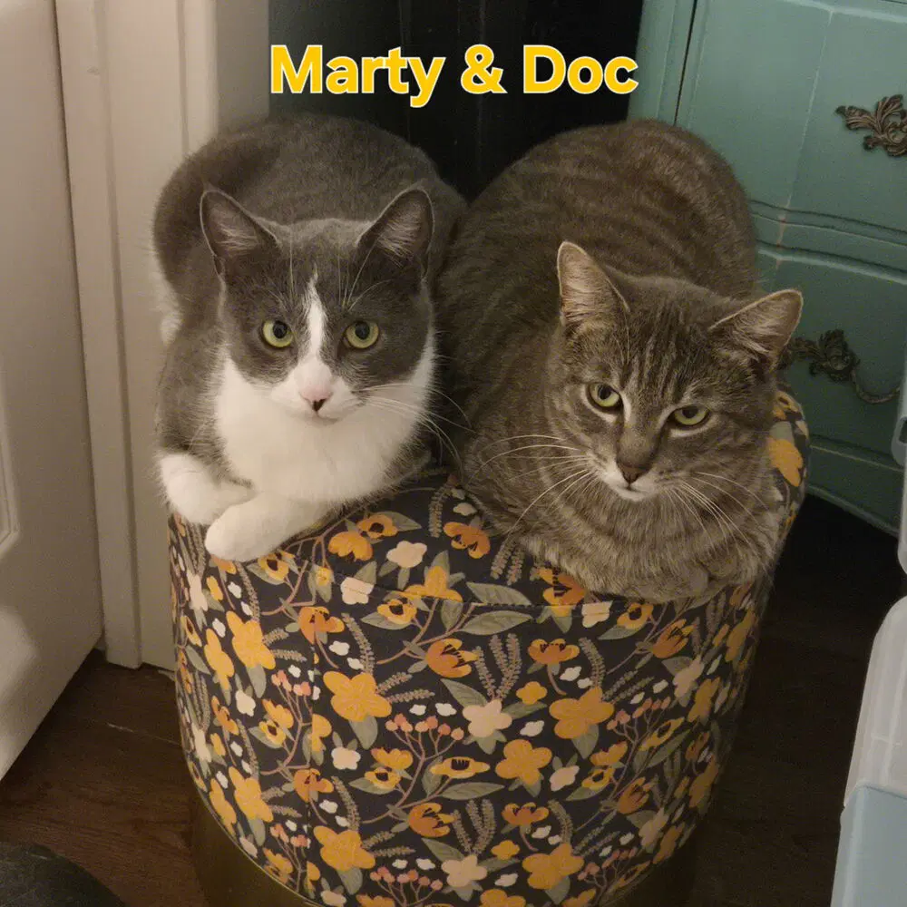 Marty  Doc Bonded Pair - Domestic Short Hair