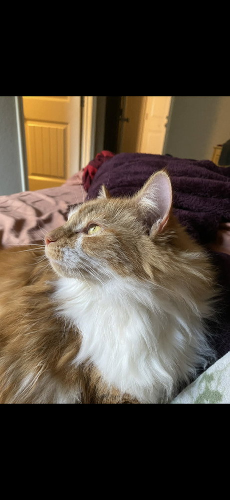 Clementine photo 2