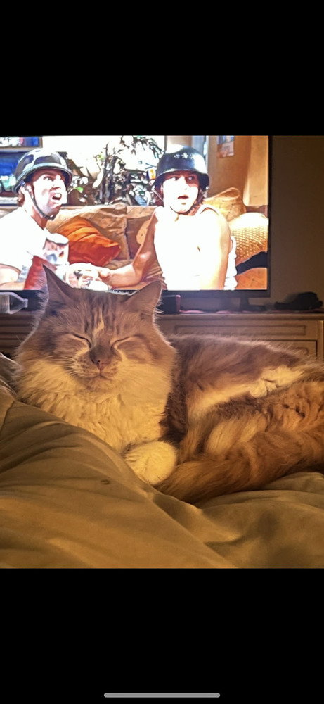Clementine photo 3