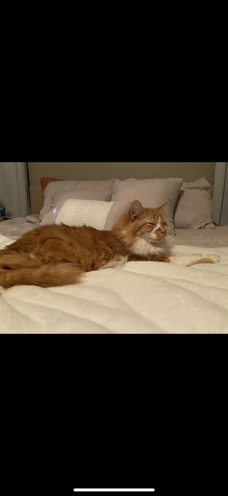 Clementine photo 4