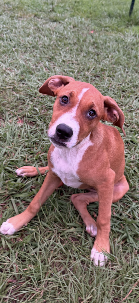 Baby Emmy, an adoptable Hound in Conway, AR