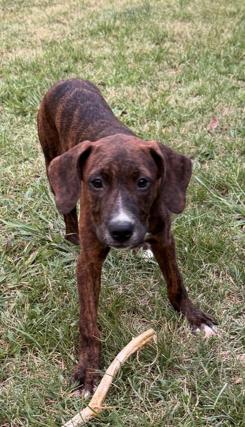 Brandy photo 2