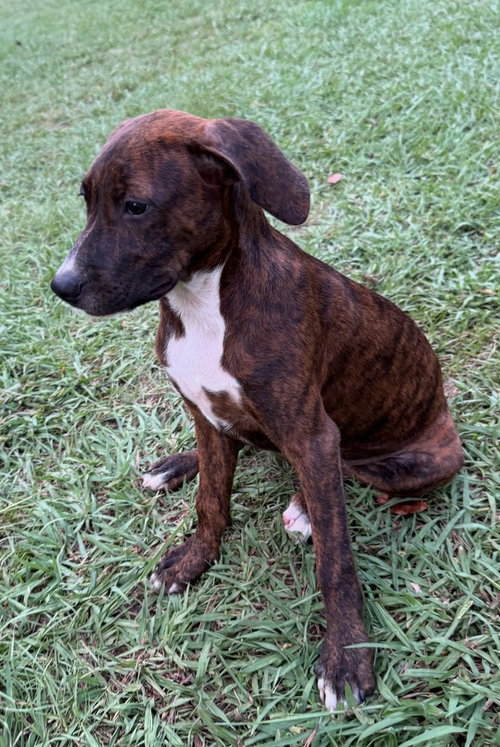 Brandy photo 3