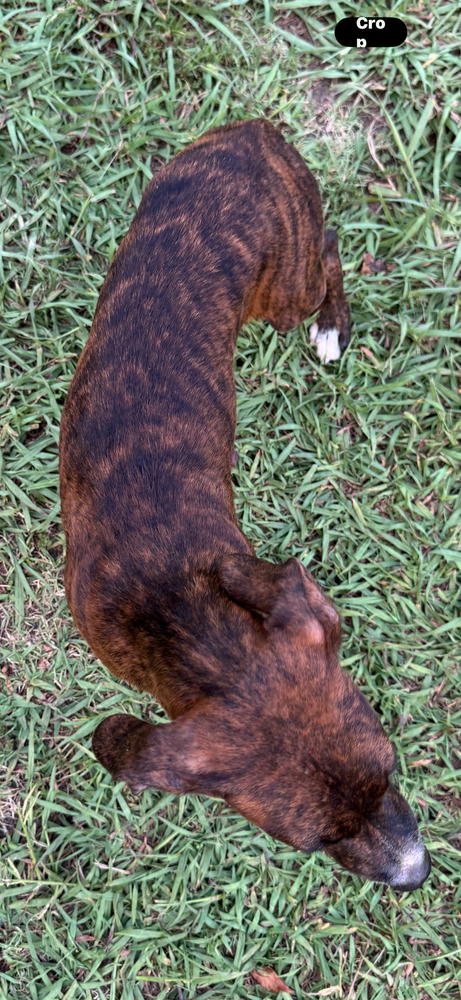 Brandy photo 4