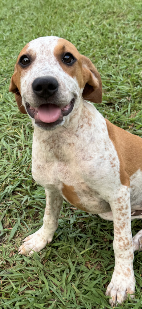 Arlie, an adoptable Hound in Conway, AR
