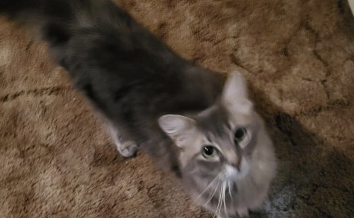Emmy Lou, an adoptable Domestic Long Hair in Conway, AR