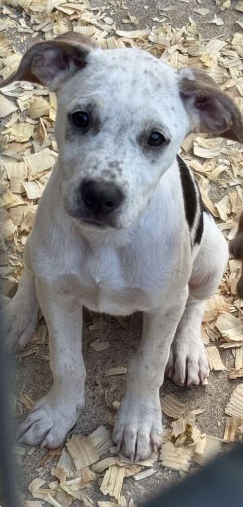 Lady, an adoptable Hound in Conway, AR