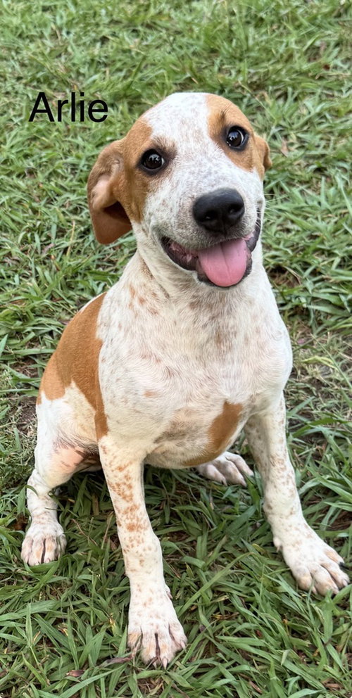 Arlie, an adoptable Hound in Conway, AR