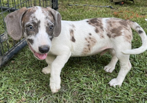 PIXEL - Dachshund / Terrier available for adoption
