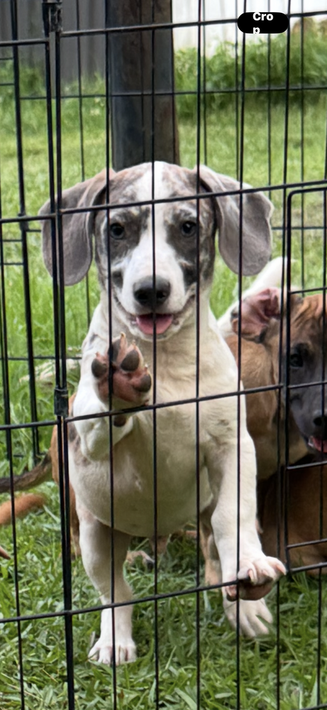 PIXEL - Dachshund / Terrier available for adoption