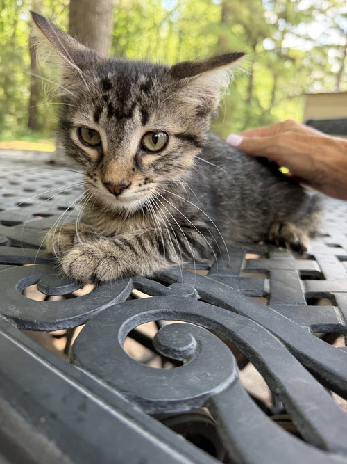 RHYME - Domestic Long Hair / Maine Coon available for adoption