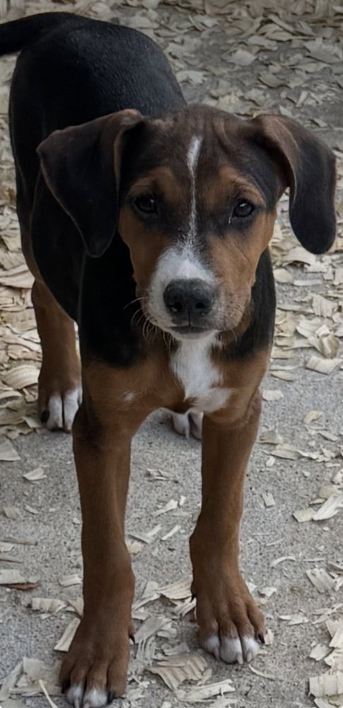 Jessie, an adoptable Hound in Conway, AR