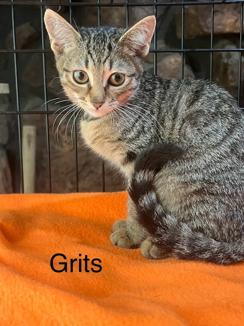 picture of the cat needing adoption