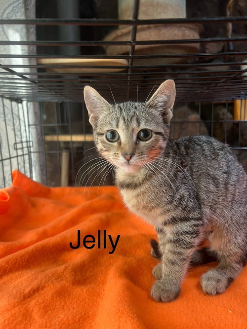 picture of the cat needing adoption