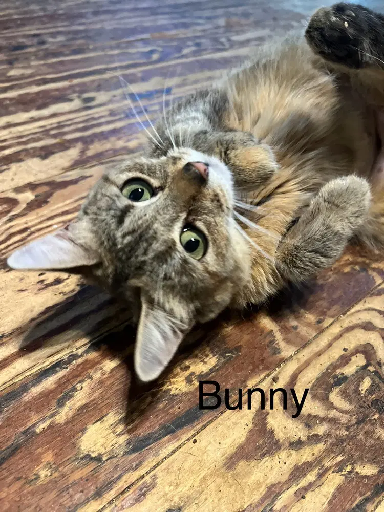 Bunny - Domestic Short Hair