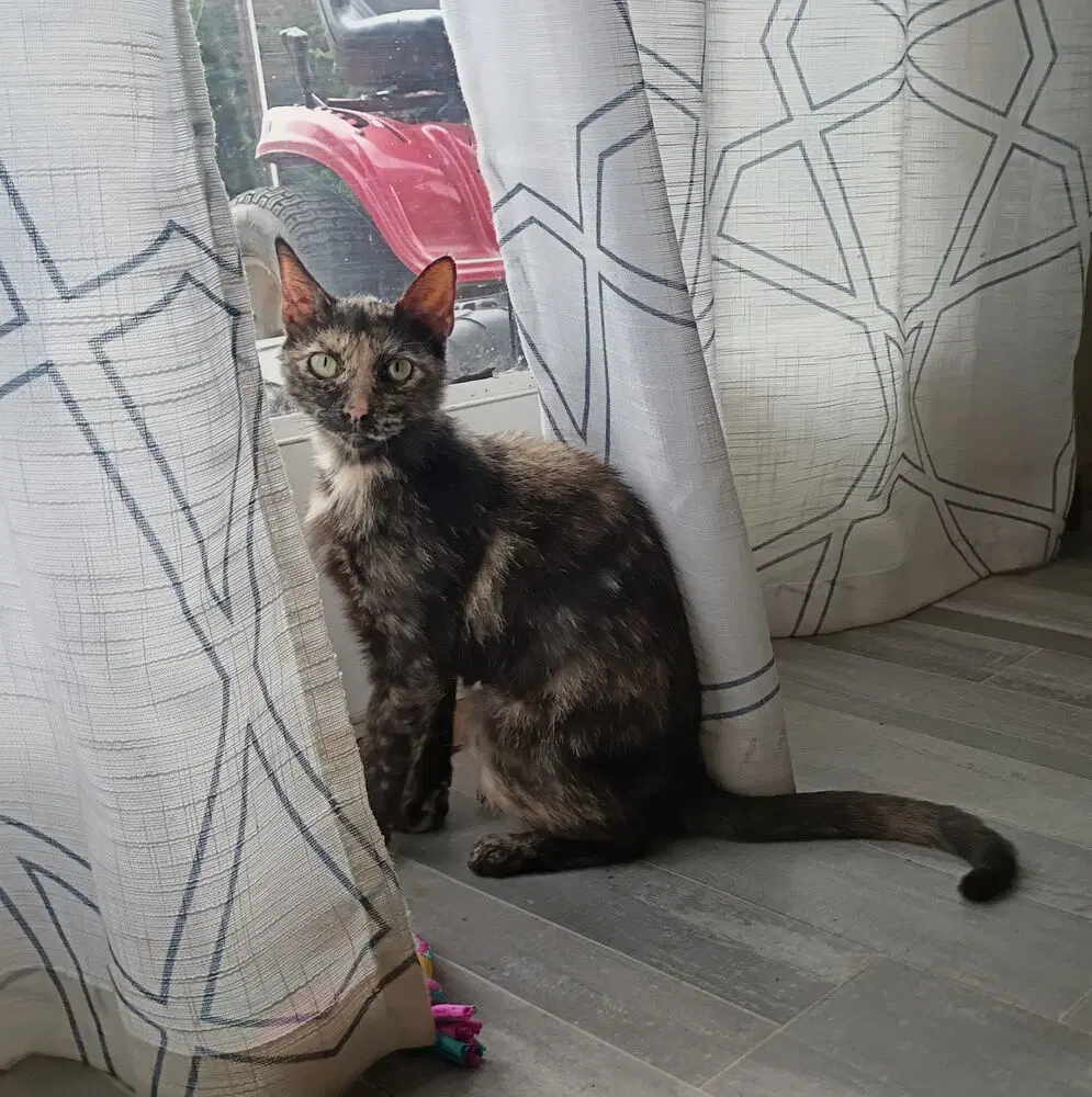 Miss Calico - Domestic Short Hair