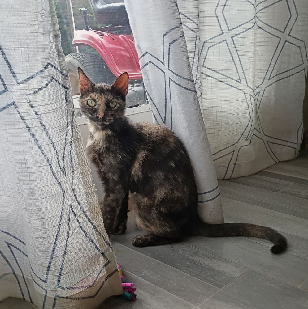 Miss Calico